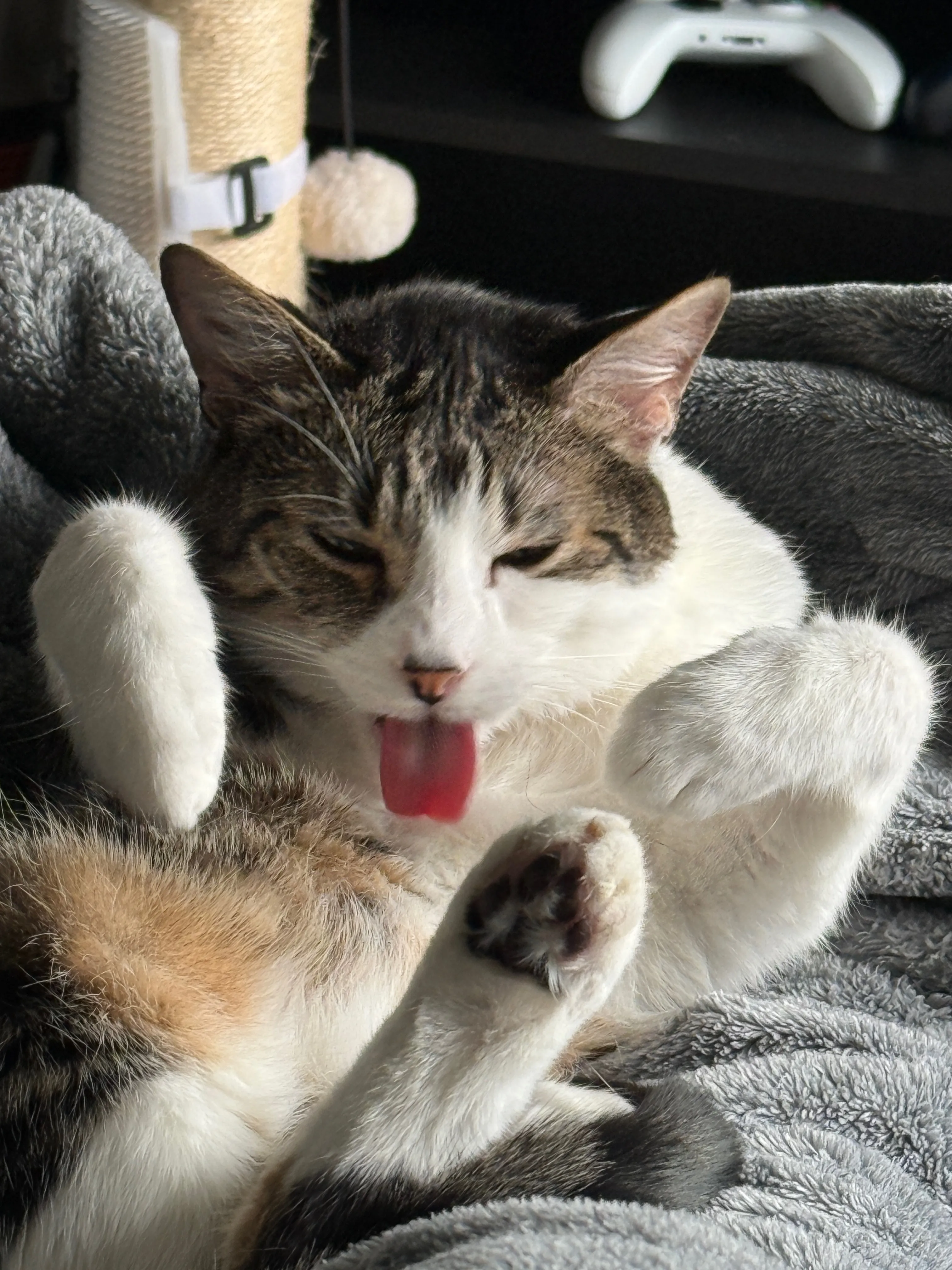 Tabby and white cat laying on his back licking his belly